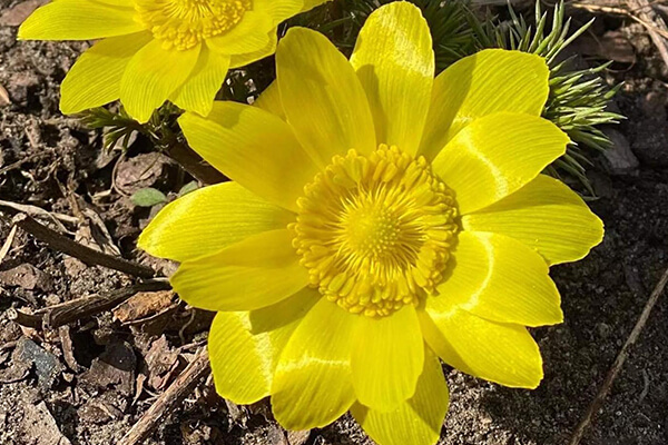 Augu rekomendācijas